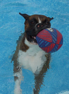 Hunter with his ball in the pool!